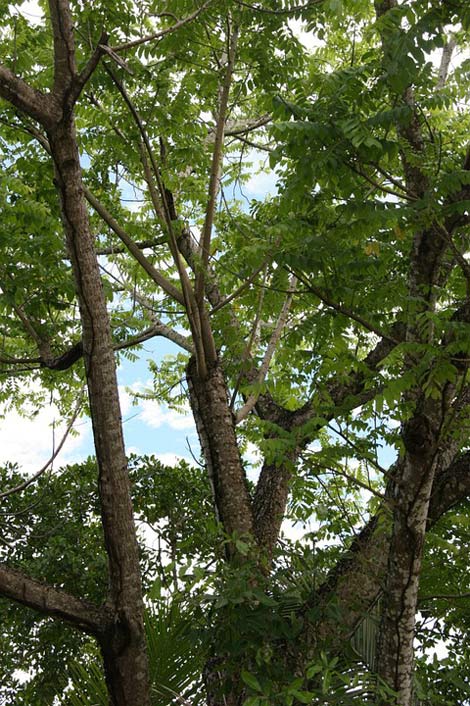 Sky Trees Martinique Caribbean