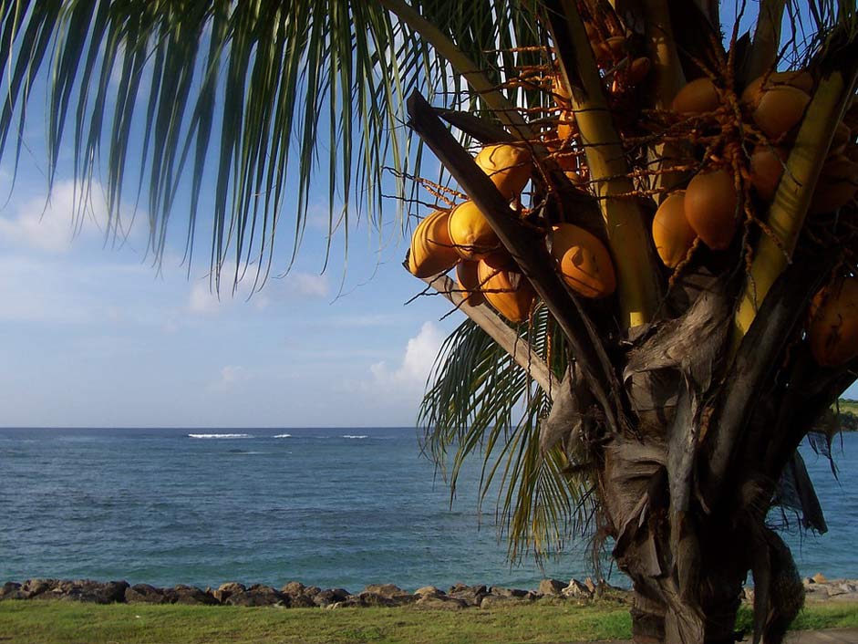 Sea Martinique West-Indies Coconut
