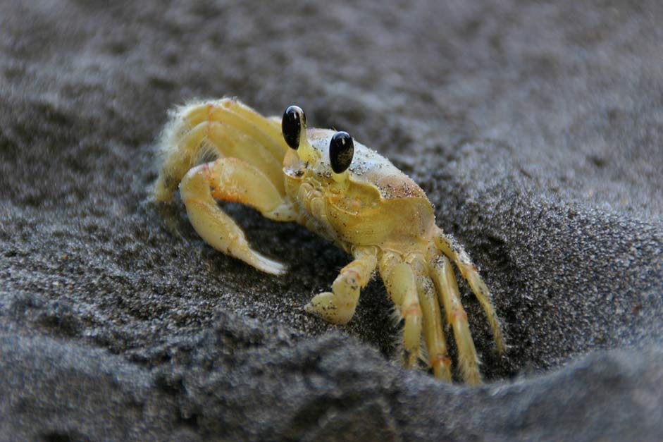 Sand Sea Yellow Crab
