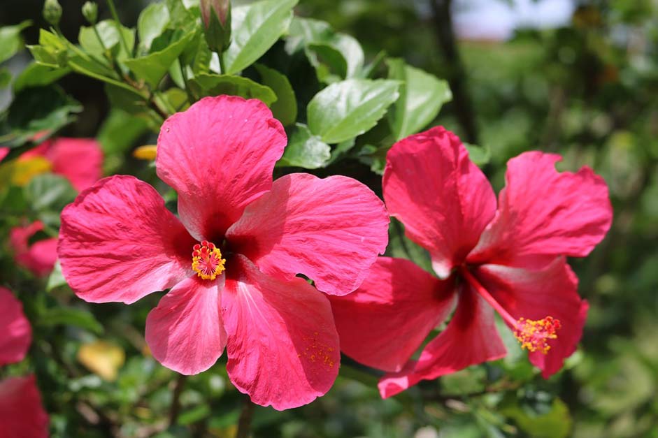 Tropical Garden Nature Flower