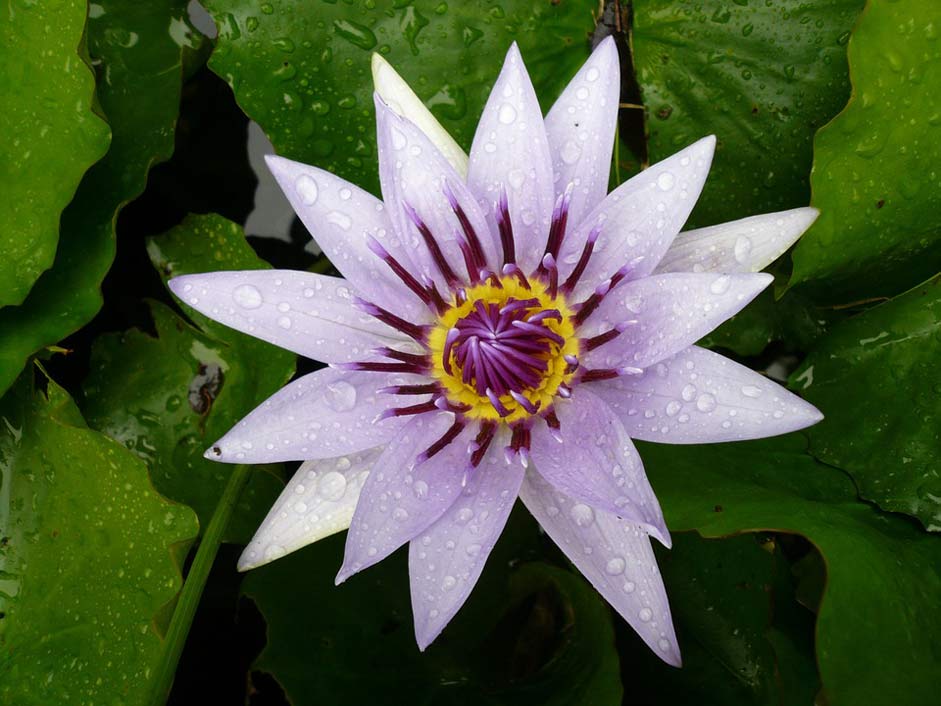 Martinique Purple Water-Lily Flower