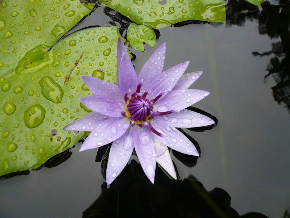 Martinique Purple Water-Lily Flower
