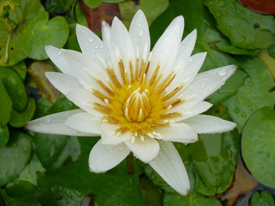 Caribbean Martinique White-Water-Lily Flower