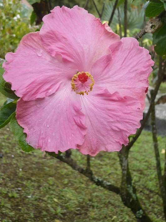  Ballata Martinique Flowers