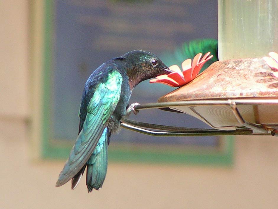 Martinique Flower Bird Hummingbird