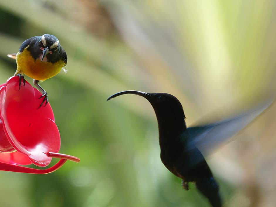 Veranda Bird-Fly Bird Hummingbird
