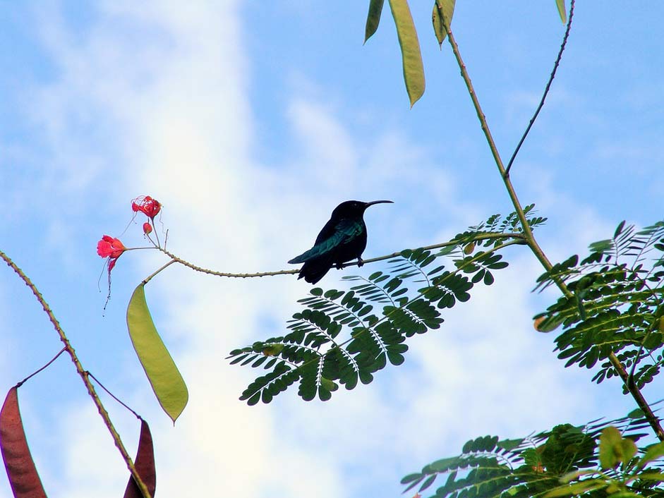 Bird Caribbean Martinique Hummingbirds