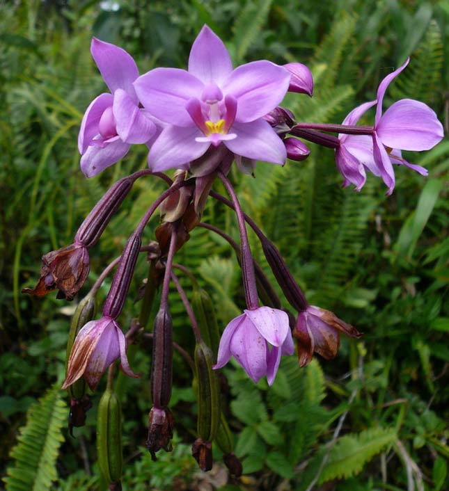Purple Wild-Orchid Martinique Island