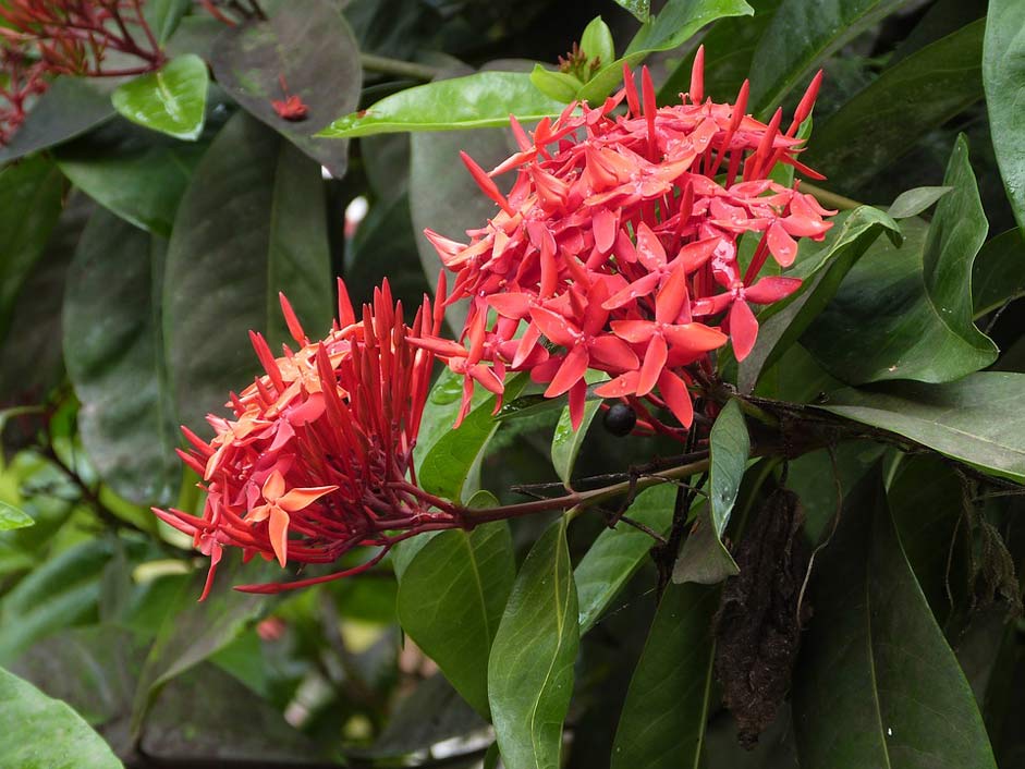 Red Flower Red-Flower Ixora