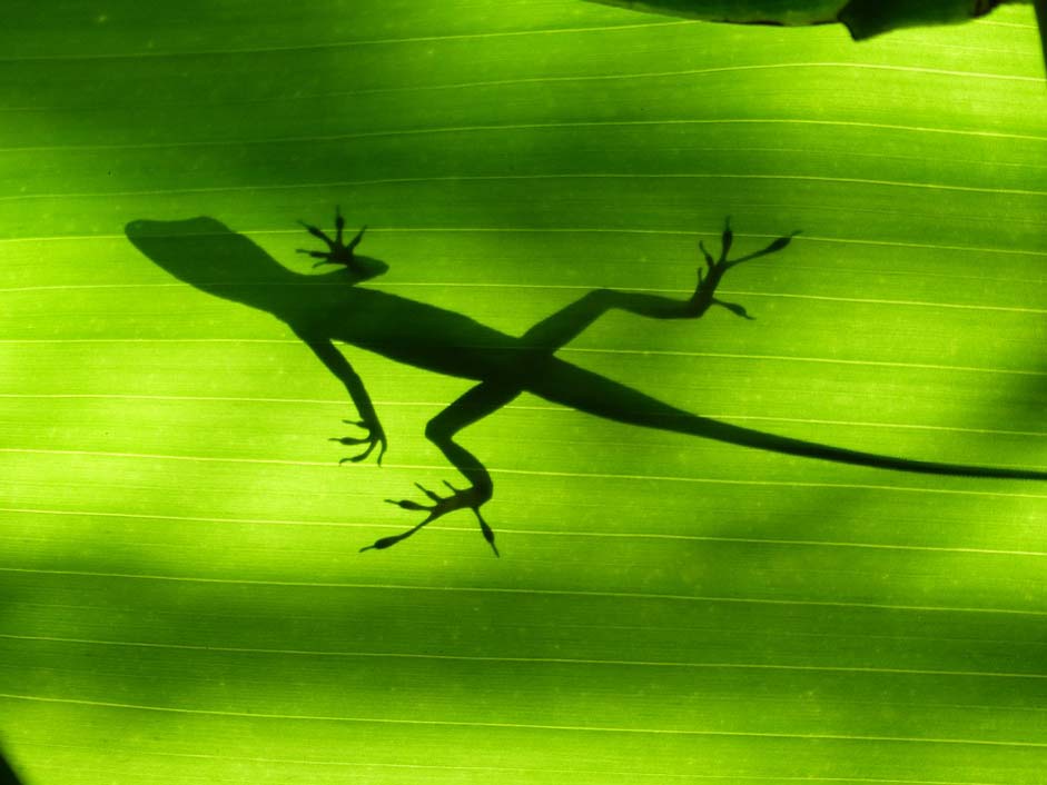 Banana Martinique Green Lizard