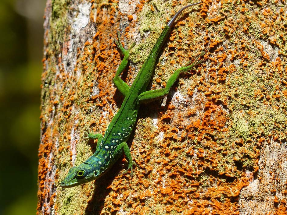 Exotic Animal Green Lizard