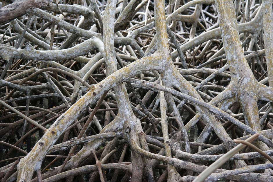  Martinique Root Mangrove