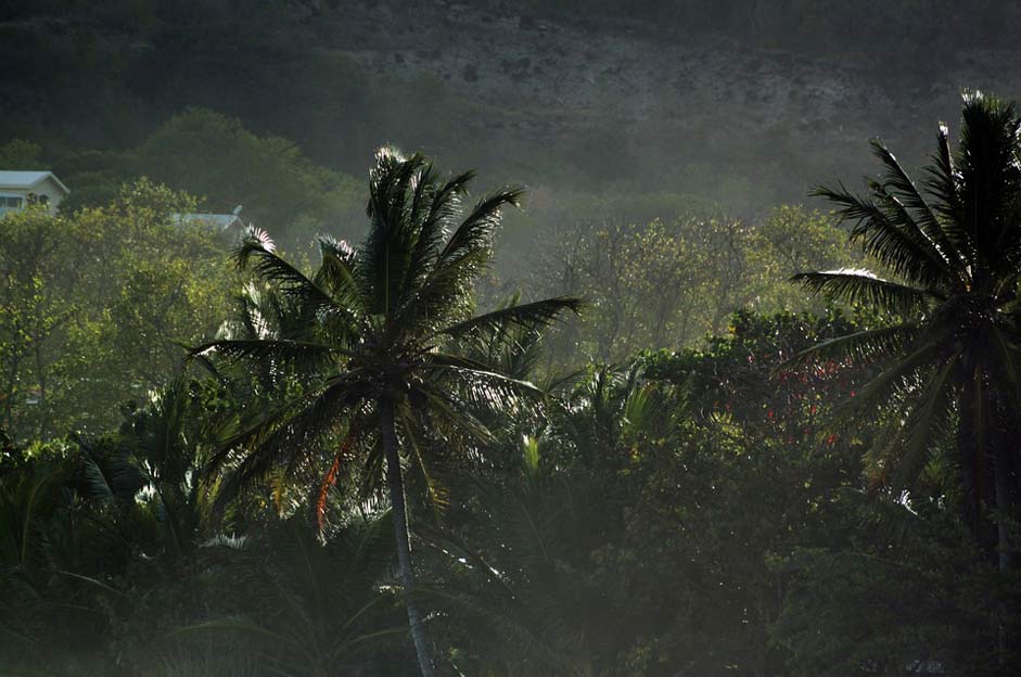 Palm Tropics Caribbean Martinique