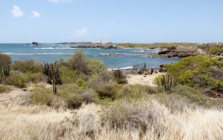 Nature Caribbean Island Martinique