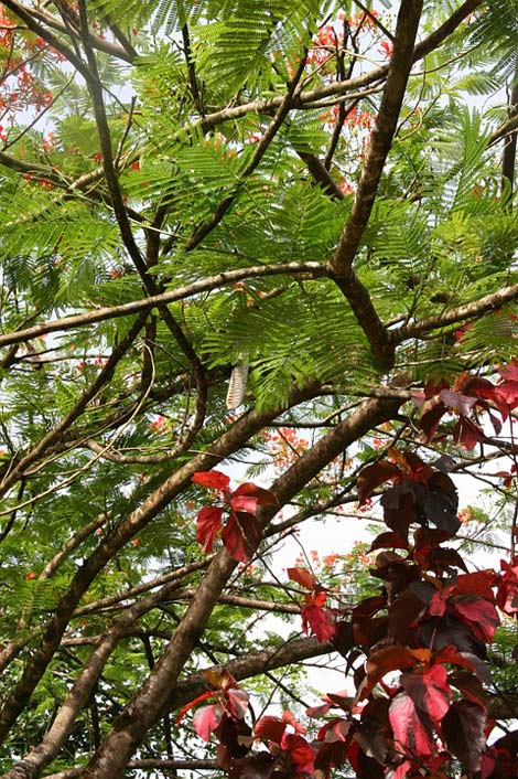  Flowering Vegetation Martinique