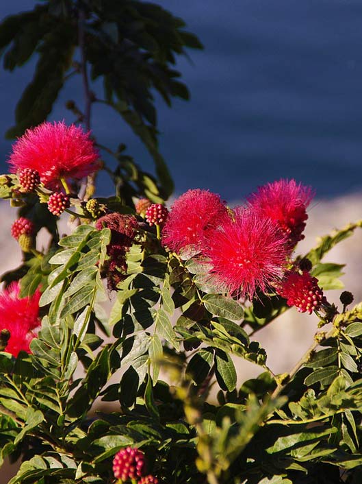 Tree Flower Red Mimosa-Pudica-Red