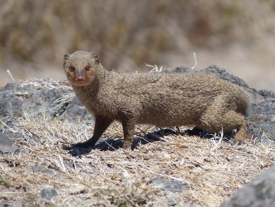 Martinique Tropics Animal Mongoose