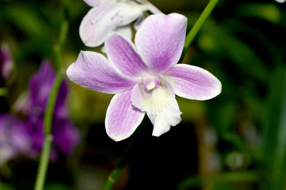 Exotic Nature Flower Orchid