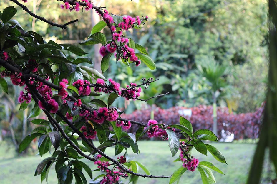 Pink-Flowers Nature Tree Pink