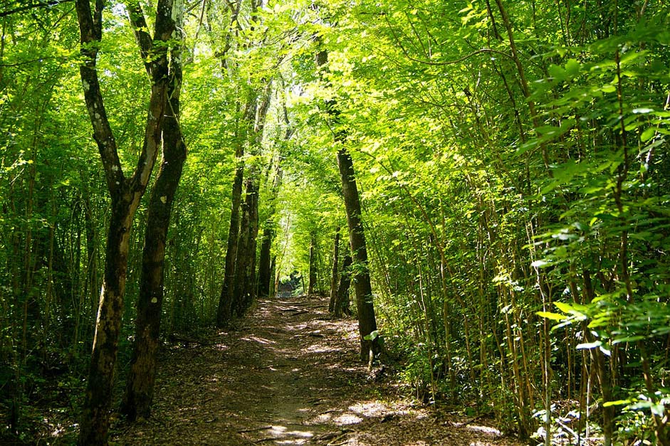 Trail Caribbean Martinique Rainforest