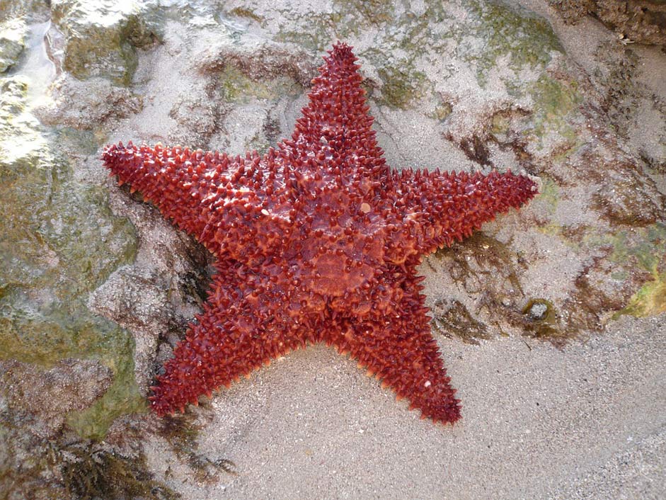 Martinique Island Sea-Star Sea