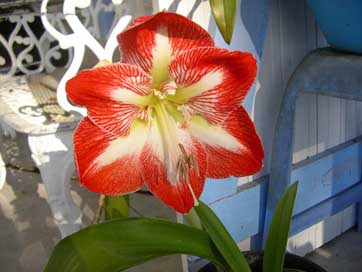 Amaryllis Red Martinique Flower Picture