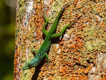 Lizard Exotic Animal Green Picture
