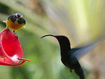 Hummingbird Veranda Bird-Fly Bird Picture