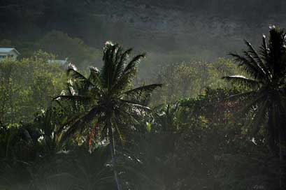 Martinique Palm Tropics Caribbean Picture