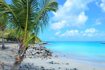 West-Indies Coconut Caribbean Paradise Picture
