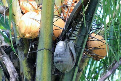 Martinique Islands Nature Coconut Picture