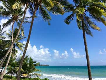 Martinique Sun Caribbean Coconut-Trees Picture