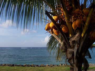 Coconut Sea Martinique West-Indies Picture