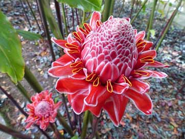 Pink Exotic Flora Porcelain Picture