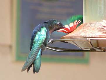 Hummingbird Martinique Flower Bird Picture