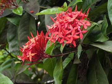 Ixora Red Flower Red-Flower Picture