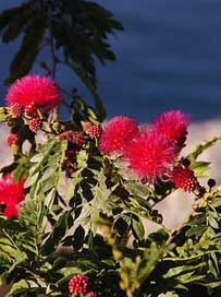 Mimosa-Pudica-Red Tree Flower Red Picture