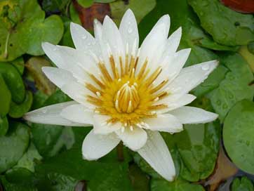 Flower Caribbean Martinique White-Water-Lily Picture