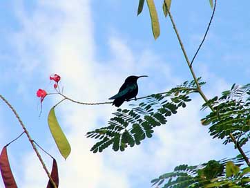 Hummingbirds Bird Caribbean Martinique Picture