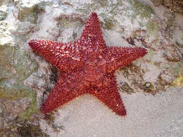 Sea Martinique Island Sea-Star Picture