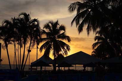 Landscape Palm-Trees Sunset Martinique Picture