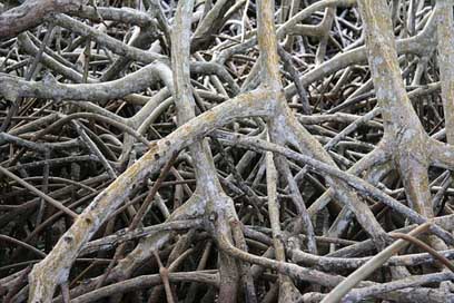 Mangrove  Martinique Root Picture
