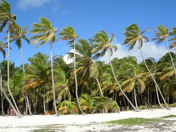 Martinique Beach Wind Palms Picture
