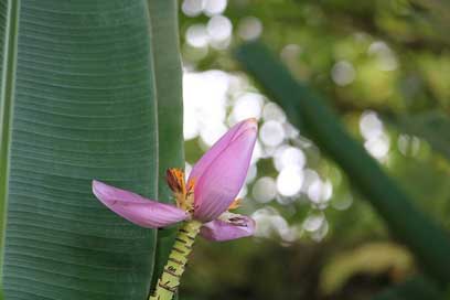 Banana Leaves Pink Flower Picture