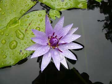 Flower Martinique Purple Water-Lily Picture