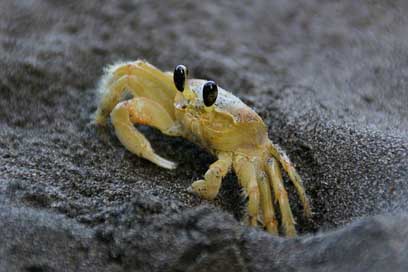 Crab Sand Sea Yellow Picture