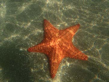 Star Sea-Star Martinique Sea Picture