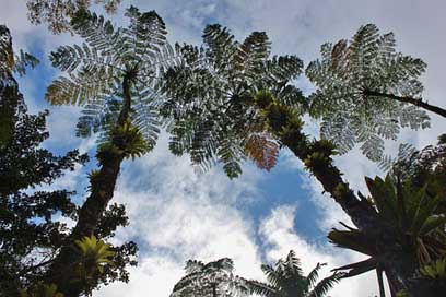 Martinique Vegetation Sky Tree-Ferns Picture