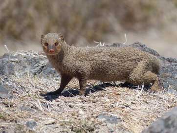 Mongoose Martinique Tropics Animal Picture