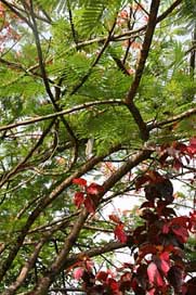 Martinique  Flowering Vegetation Picture